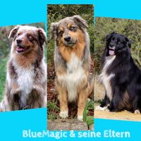 Eltern BlueMagic